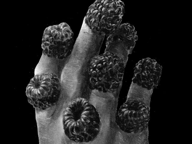 A black and white photograph of a hand with raspberries on it.