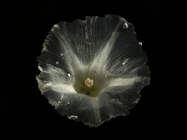 This photograoh shows a Calystegia Sepium (Hedge Bindweed) flower. Its petals are see-through and thin, so you can see through them, into the black background behind the flower.