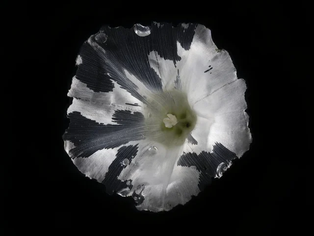 This image shows a black and white Calystegia Sepium (Hedge Bindweed) flower, set against a black background.