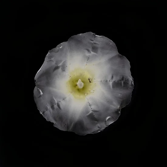 This photograph shows a Calystegia Sepium (Hedge Bindweed) flower set against a black background.