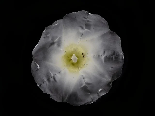 This photograph shows a Calystegia Sepium (Hedge Bindweed) flower set against a black background.