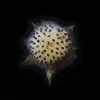 Fragaria Vesca (Wild Strawberry)