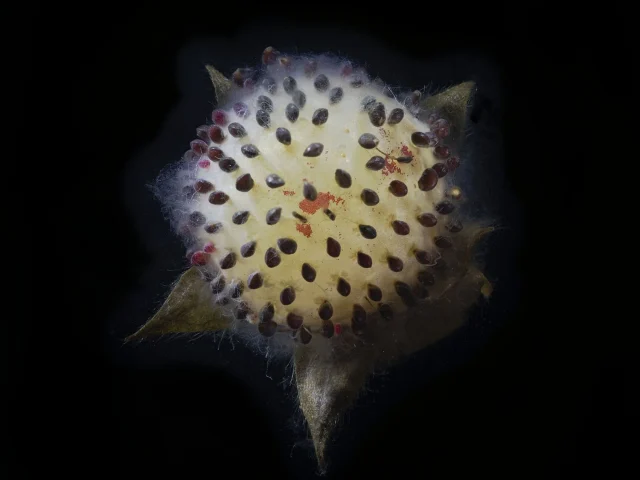 This image shows a Fragaria Vesca (Wild Strawberry), seen from above against a black background.