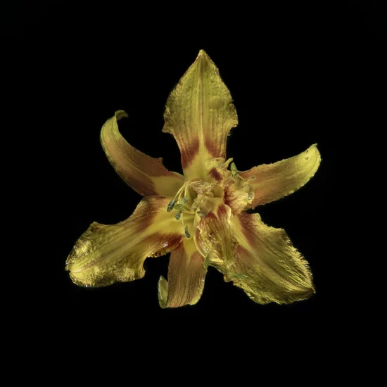 This photograph shows a yellow Lilly set against a black background.