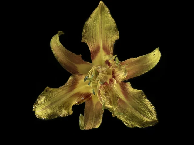 This photograph shows a yellow Lilly set against a black background.