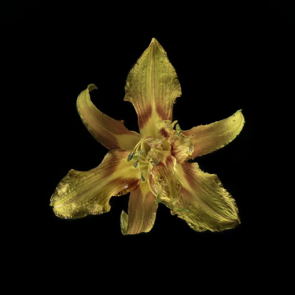 This photograph shows a yellow Lilly set against a black background.