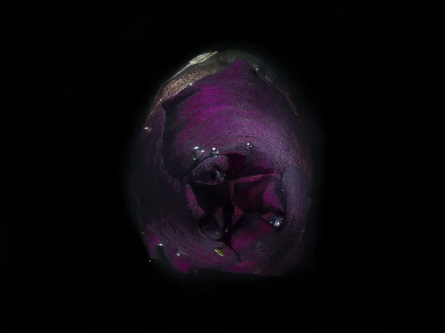 This is a photograph of a purple iris, seen from above against a black background.