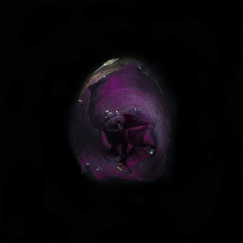 This is a photograph of a purple iris, seen from above against a black background.