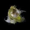 Iridis Illuricae (Iris)