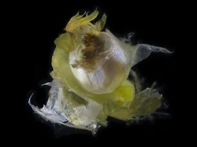 This is a photograph of a Iridis Illuricae (Iris), shown from above against a black background.