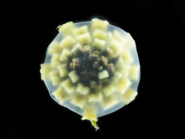 This image looks down on a Lantana Camara (Lantana) flower against a black background.