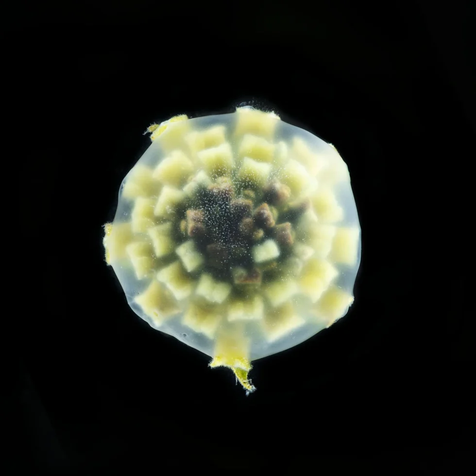 This image looks down on a Lantana Camara (Lantana) flower against a black background.