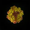 Lantana Camara (Lantana)