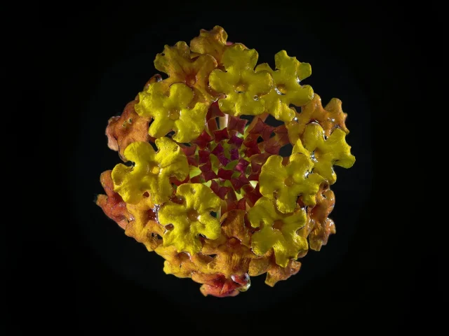 This photograph shows a Lantana Camara flower seen from above against a black background.