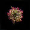 Lantana Camara (Lantana)