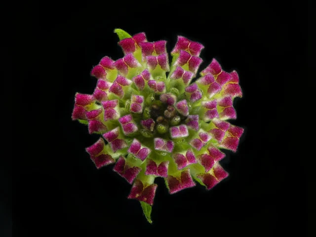 This photograph shows a pink Lantana Camara (Lantana) flower against a black background. It's seen from above.