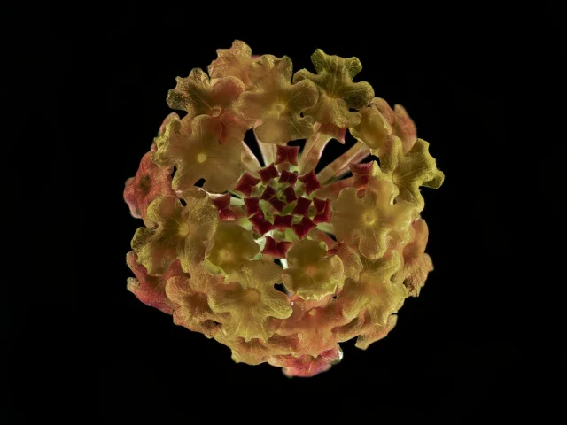 This image shows a Lantana Camara (Lantana), seen from above, against a black background.