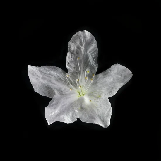 This photograoh shows a Little Leaf Cordia (Cordia Parvifolia) flower, seen from above against a black background.