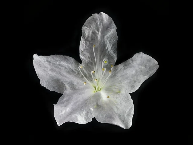 This photograoh shows a Little Leaf Cordia (Cordia Parvifolia) flower, seen from above against a black background.