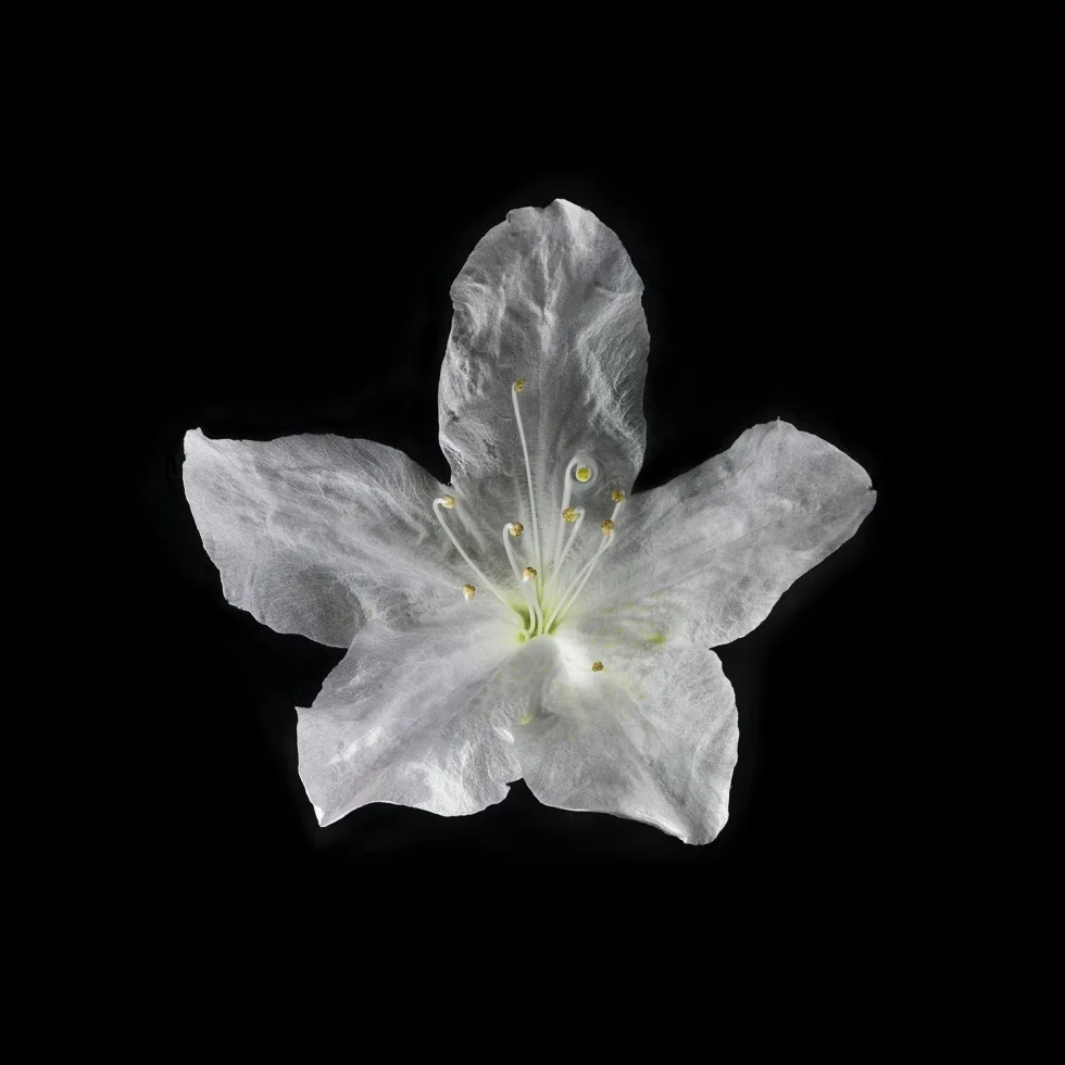 This photograoh shows a Little Leaf Cordia (Cordia Parvifolia) flower, seen from above against a black background.