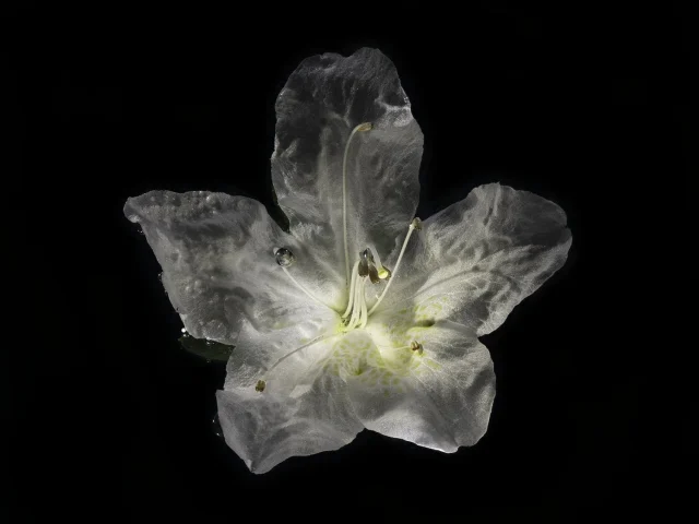 This image shows a Little Leaf Cordia (Cordia Parvifolia) flower, seen from above against a black background.