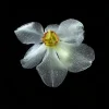 Narcissus (Daffodil)