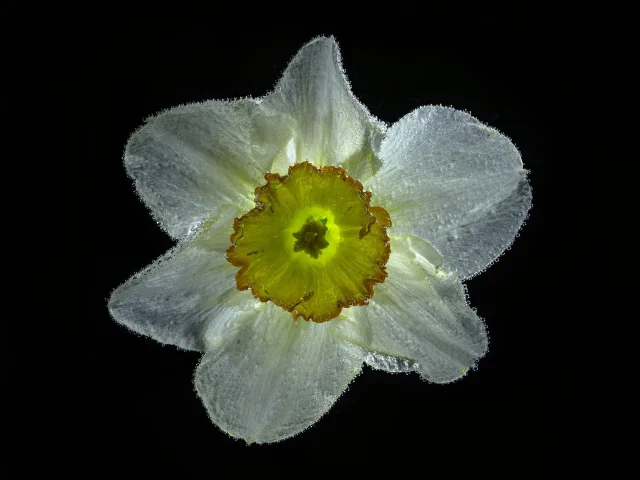 This color photograph shows a daffodil seen from above against a black background.