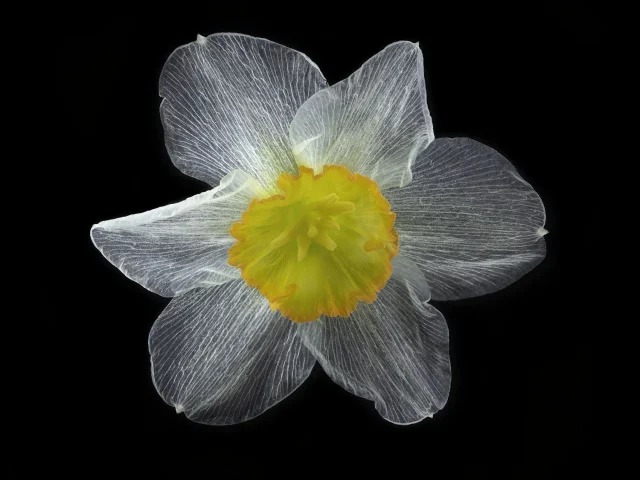 This image shows a daffodil seen from above against a black background.
