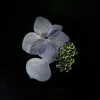 Pelargonium (Geranium)