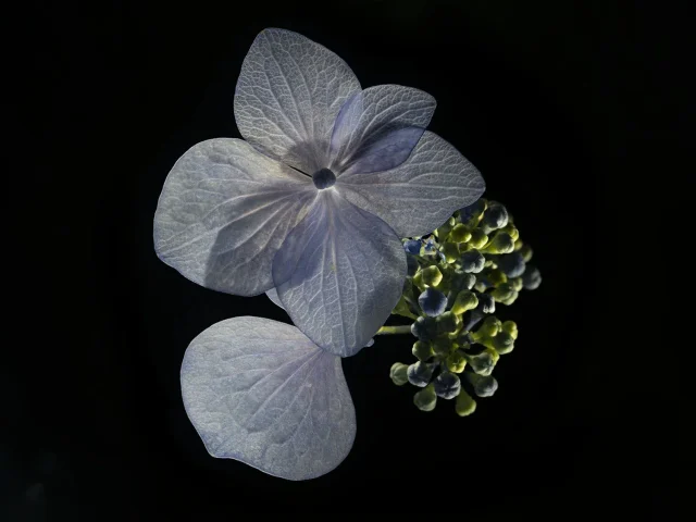 This image shows a purple Pelargonium (Geranium), seen from above against a black background.