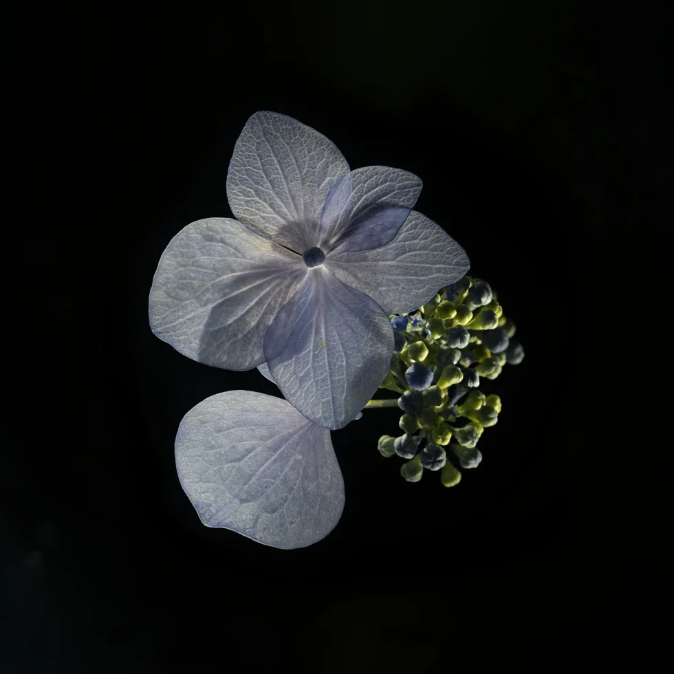 This image shows a purple Pelargonium (Geranium), seen from above against a black background.