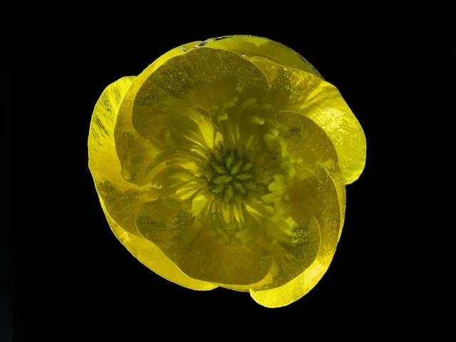 This color photograph shows a bright yellow buttercup, seen from above against a black background
