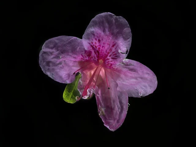 This image shows a pink Rhododendron (Azalea), seen from above against a black background.