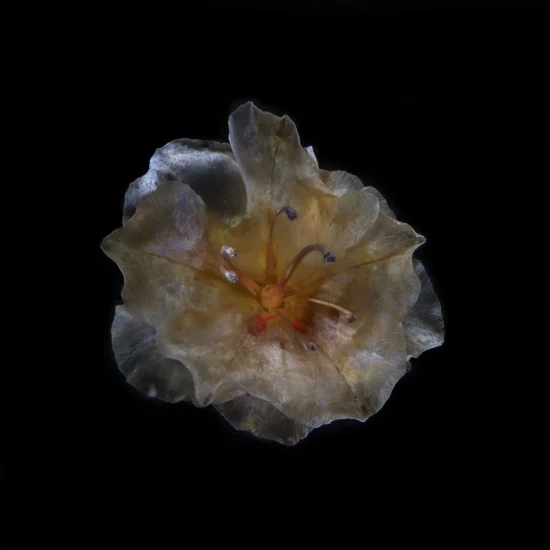 This image shows a Rhododendron (Azalea) flower, seen from above, against a black background.
