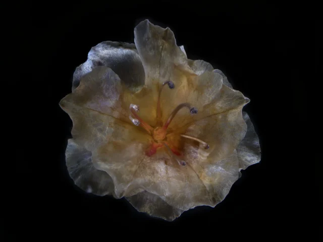 This image shows a Rhododendron (Azalea) flower, seen from above, against a black background.