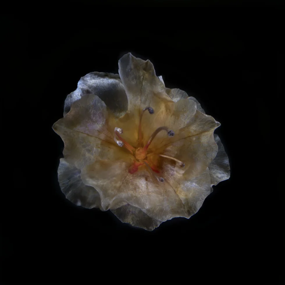 This image shows a Rhododendron (Azalea) flower, seen from above, against a black background.