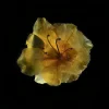 Rhododendron (Azalea)