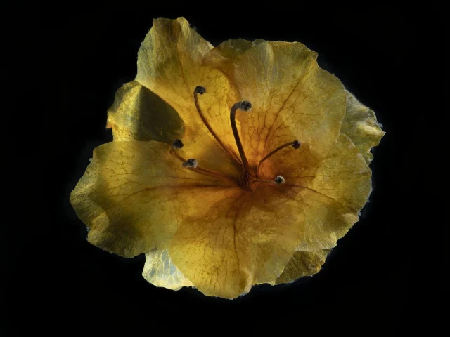 This image shows a Rhododendron (Azalea) flower seen from above against a black background.