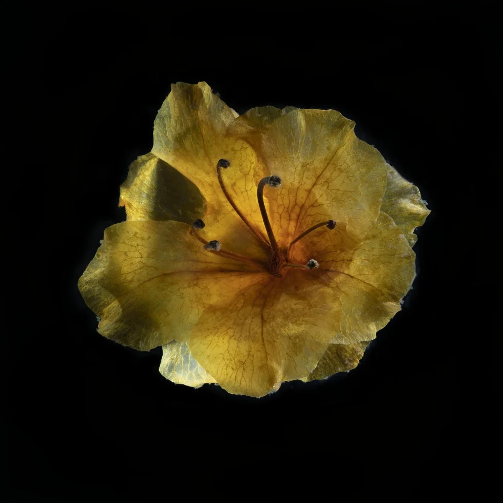 This image shows a Rhododendron (Azalea) flower seen from above against a black background.