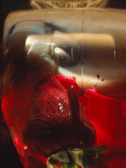Roberto Bocci, Rose #1, 1996