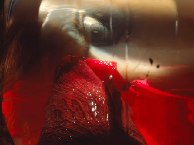 Roberto Bocci, Rose #1, 1996