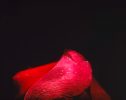 Rose, 1996