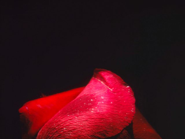 This color photograph shows the bright red petal of a rose. Above the rose, the frame is consumed by darkness.