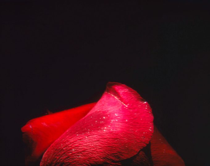 This color photograph shows the bright red petal of a rose. Above the rose, the frame is consumed by darkness.