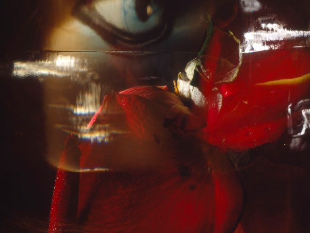 This color photograph shows the blue eyes of a doll, seen close up, partially obscured by the petals of a rose.