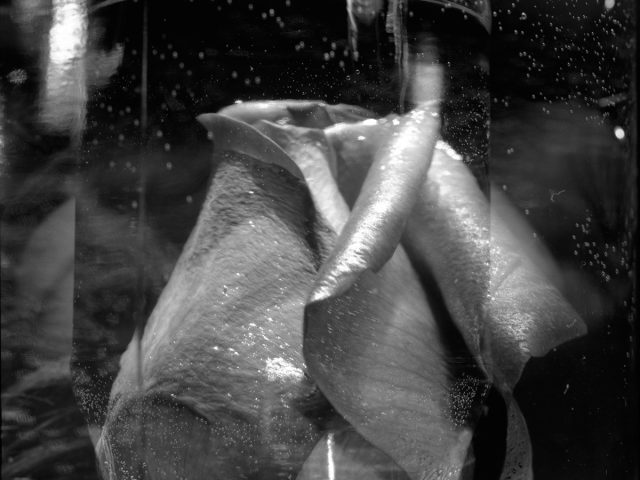 This black and white photograph shows a rose, seen close up. Its petals curl upwards to end in a tight coil.