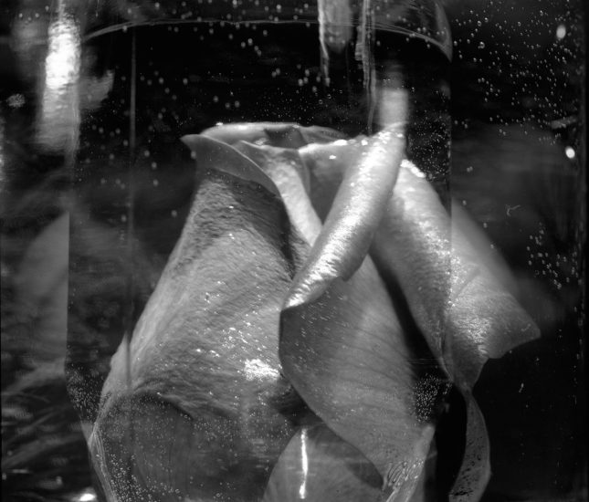 This black and white photograph shows a rose, seen close up. Its petals curl upwards to end in a tight coil.