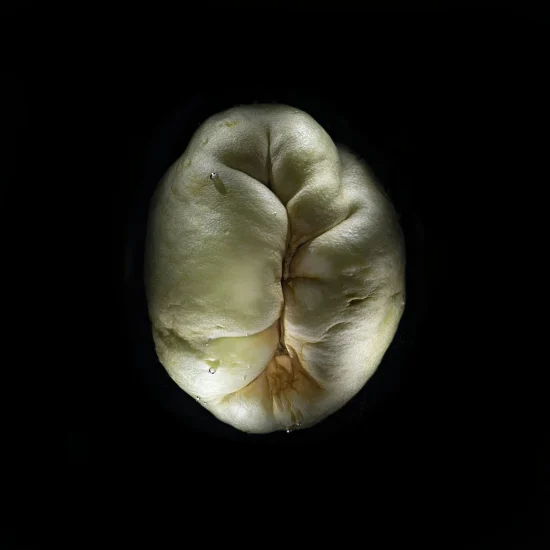 This is a photograph of a Sechium Edule (Chayote Squash). It is seen from above and placed against a black background.