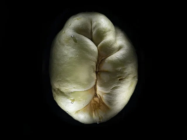 This is a photograph of a Sechium Edule (Chayote Squash). It is seen from above and placed against a black background.