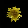 Taraxacum (Dandelion)